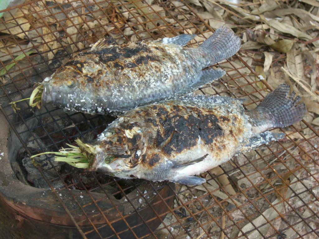 Fisch.jpg
